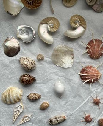 A cover of "Bello" cluster. The owner is ricogoya. The cluster consists of 46 elements.