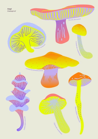 A cover of "fungi" cluster. The owner is flogibson. The cluster consists of 18 elements.