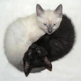 A cover of "N" cluster. The owner is numezu. The cluster consists of 17 elements.