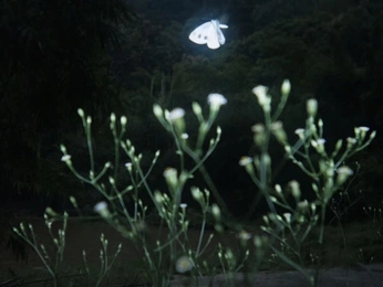 A cover of "Life" cluster. The owner is lostdream. The cluster consists of 11 elements.