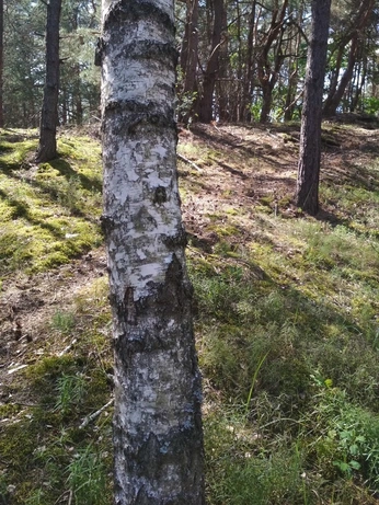 A cover of "Twitter" cluster. The owner is slawek. The cluster consists of 3 elements.