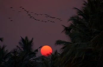 A cover of "Sunset" cluster. The owner is sophi. The cluster consists of 9 elements.