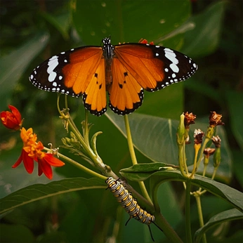 A cover of "section 1" cluster. The owner is yangri. The cluster description is "gallery ". The cluster consists of 15 elements.