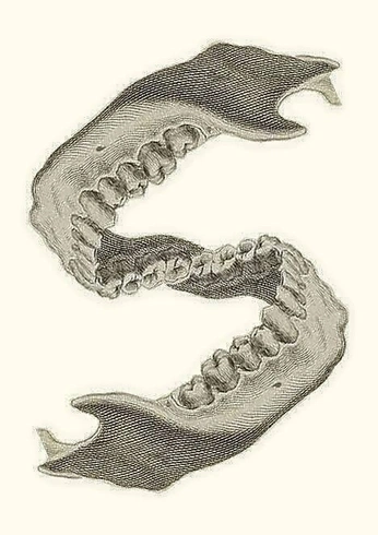 A cover of "Deer" cluster. The owner is jeronimordvs. The cluster consists of 14 elements.