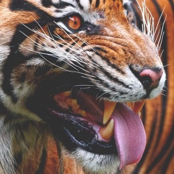 A cover of "References" cluster. The owner is qeo77. The cluster consists of 355 elements.