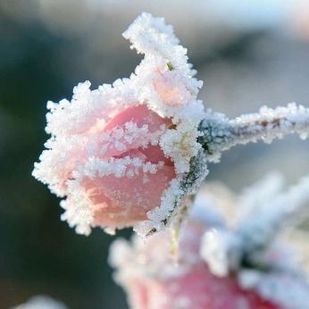 A cover of "for project: the frost" cluster. The owner is serrabia. The cluster consists of 46 elements.