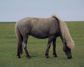 A cover of "Radiant Charm" cluster. The owner is mango. The cluster consists of 19 elements.