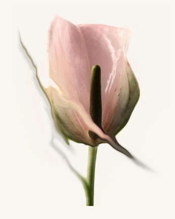 A cover of "flower" cluster. The owner is marijato. The cluster consists of 2 elements.