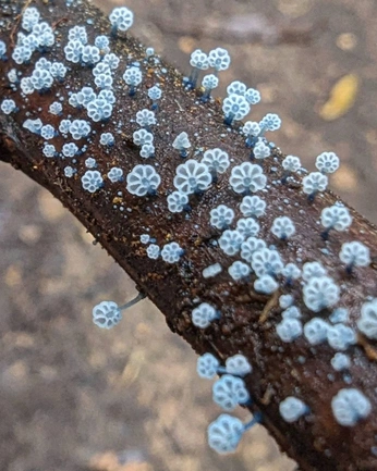 A cover of "feelings garden - spring" cluster. The owner is breenalouise. The cluster consists of 11 elements.