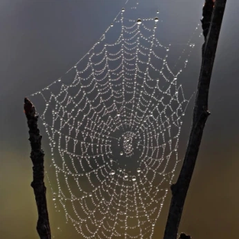 A cover of "fae" cluster. The owner is calico.ro. The cluster consists of 9 elements.