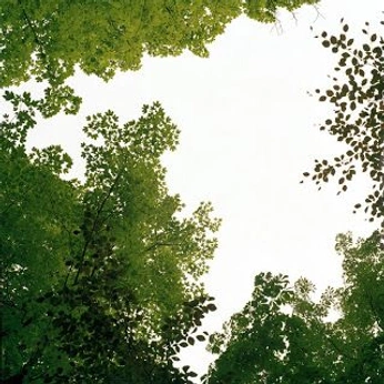 A cover of "in nature" cluster. The owner is atmyworktable. The cluster consists of 160 elements.