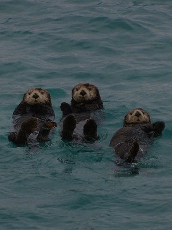 A cover of "Captions" cluster. The owner is mashalina. The cluster consists of 4 elements.