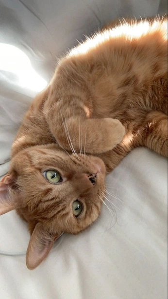 A cover of "feline fathom" cluster. The owner is tylertheinspire. The cluster consists of 179 elements.