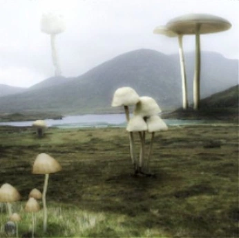 A cover of "Hongitos" cluster. The owner is rodolfodelacruz. The cluster consists of 13 elements.