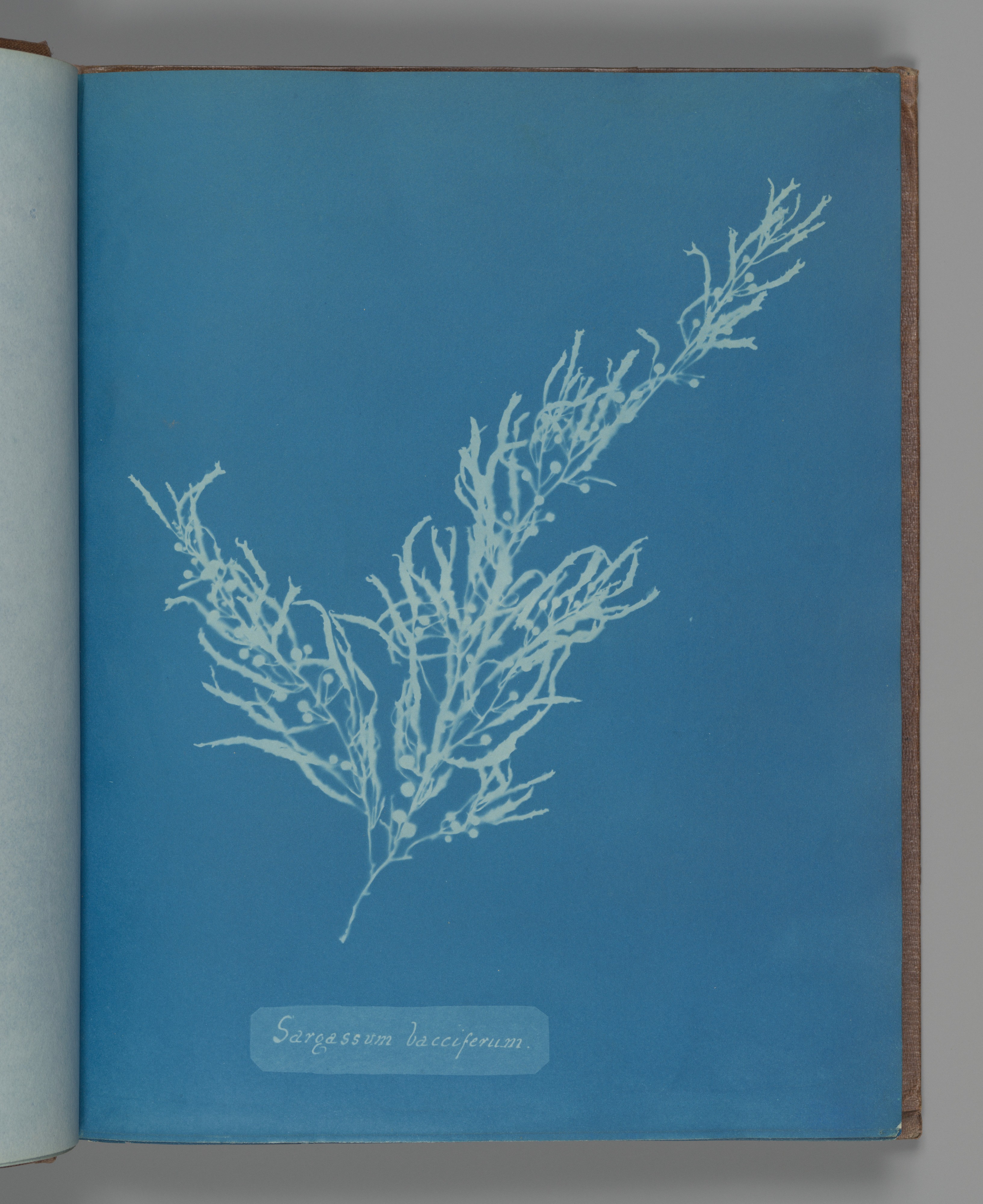 Sargassum bacciferum