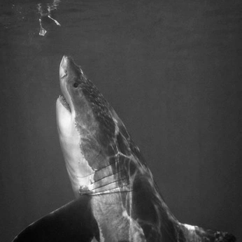 A cover of "ecstatic" cluster. The owner is angiewidmerr. The cluster consists of 13 elements.