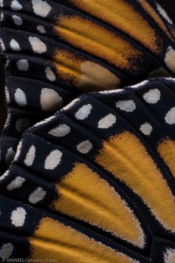 A cover of "Fall Inspo" cluster. The owner is katerina.e. The cluster consists of 11 elements.