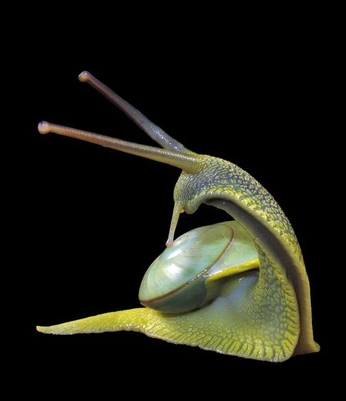 A cover of "Art" cluster. The owner is georgw. The cluster consists of 3 elements.