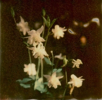 A cover of "Fotografia" cluster. The owner is izzts. The cluster consists of 3 elements.