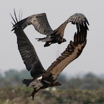 Cover of ⌑ - love cluster