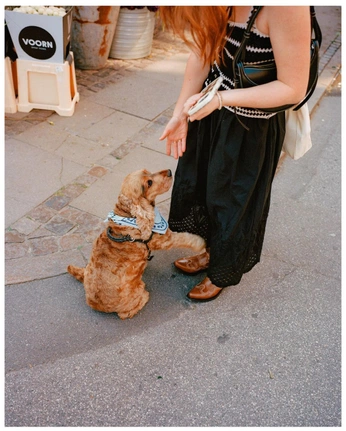 A cover of "OH My Dog" cluster. The owner is artvision. The cluster consists of 113 elements.