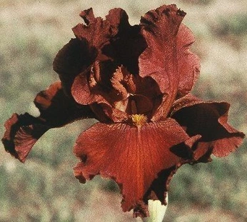 A cover of "Fertile Dark" cluster. The owner is clarawisner. The cluster consists of 6 elements.