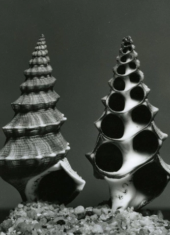 A cover of "Nature" cluster. The owner is skydron. The cluster consists of 40 elements.