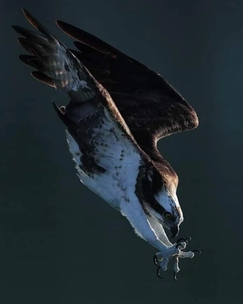 A cover of "tattoo shapes" cluster. The owner is mikehil. The cluster consists of 11 elements.