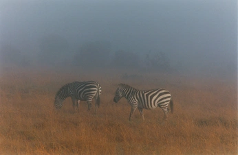 A cover of "🩵🩵" cluster. The owner is evelynncota. The cluster consists of 1 element.