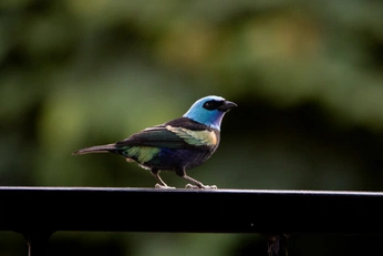 A cover of "Birds" cluster. The owner is alpher. The cluster consists of 7 elements.