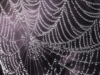 A cover of "Momento Mori" cluster. The owner is ninaryner. The cluster consists of 171 elements.