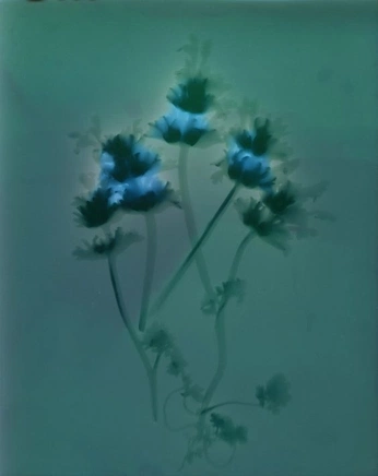 A cover of "she loves me not" cluster. The owner is carlotta17. The cluster consists of 23 elements.