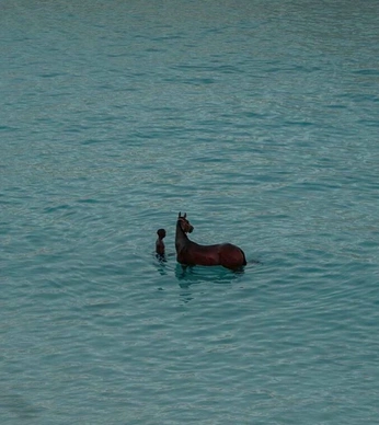 A cover of "HEX_Ocean moss" cluster. The owner is loutae. The cluster consists of 9 elements.