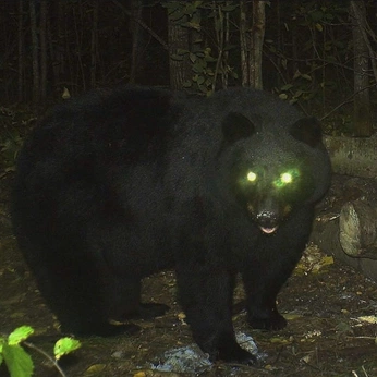 A cover of "random pictures" cluster. The owner is swve. The cluster consists of 91 elements.