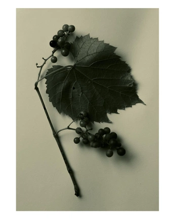 A cover of "inkl!ng" cluster. The owner is thecosmonaut. The cluster consists of 17 elements.