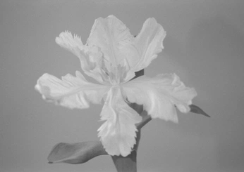 A cover of "image" cluster. The owner is maddicasaiz. The cluster consists of 3 elements.