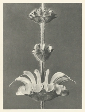 Karl Blossfeldt’s Urformen der Kunst (1928)