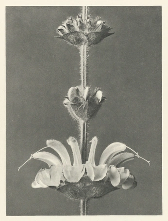 A cover of "analog prints" cluster. The owner is decipherach. The cluster consists of 3 elements.