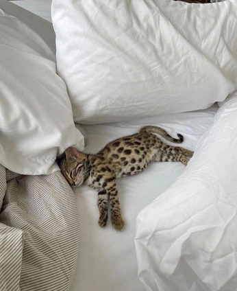 A cover of ".lazy" cluster. The owner is elititherington. The cluster consists of 1 element.