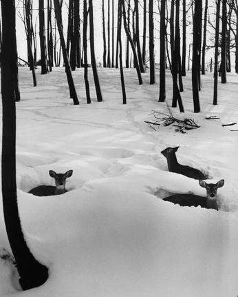 A cover of "Deer" cluster. The owner is tompic. The cluster consists of 1 element.