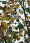 Cover of autumn mt w... cluster