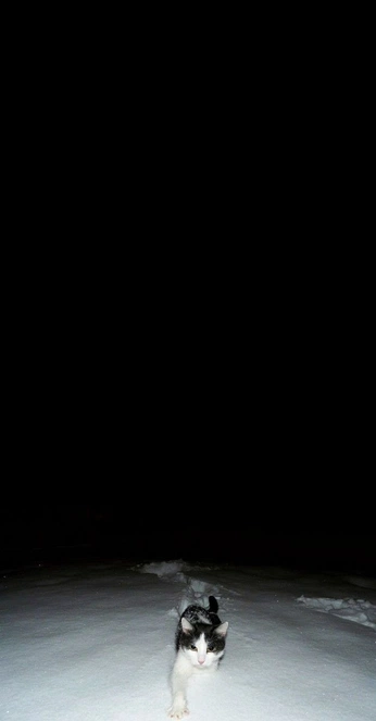 A cover of "me+mine" cluster. The owner is saxlute. The cluster consists of 13 elements.