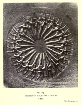 Nature Through Microscope and Camera (1909)