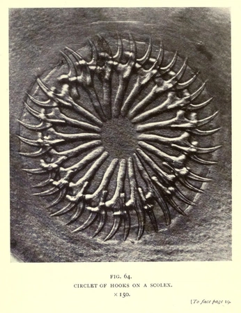 A cover of "elements" cluster. The owner is lenardob. The cluster consists of 31 elements.