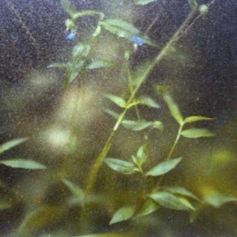 A cover of "Aesthetic Shit" cluster. The owner is scrxpz. The cluster consists of 365 elements.