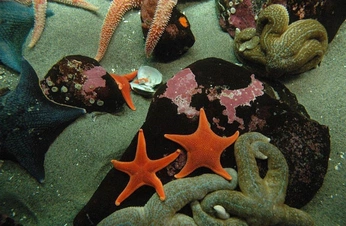 A cover of "Water babies" cluster. The owner is sfg1234. The cluster consists of 1 element.