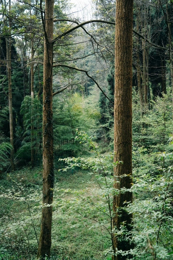 A cover of "Forest" cluster. The owner is rhiannonw. The cluster consists of 8 elements.