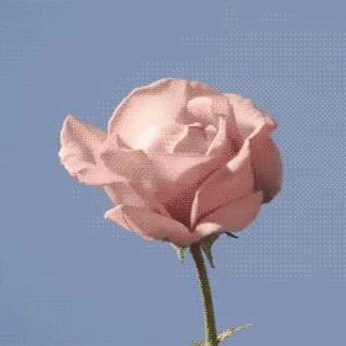 A cover of "Neyphil" cluster. The owner is fleyneiz. The cluster consists of 10 elements.