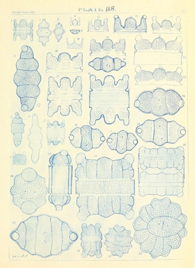 Illustration of diatom from Schmidt's *Atlas*
