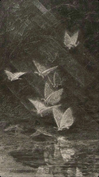 A cover of "🦋" cluster. The owner is zehracetin. The cluster consists of 2 elements.